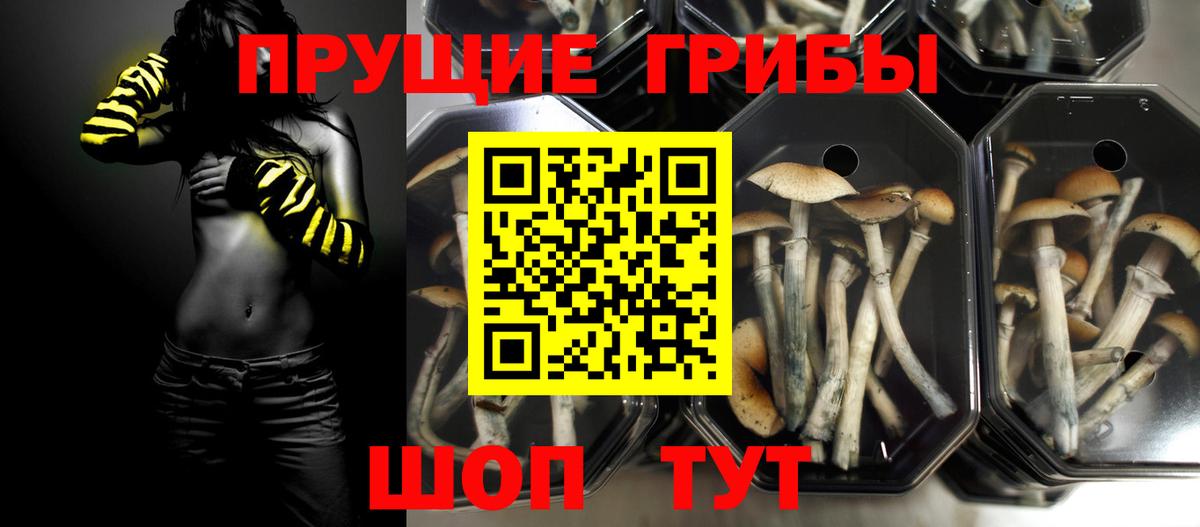 Псилоцибиновые грибы ЛСД  где можно купить наркотик  Зеленогорск  Вход с VPN 